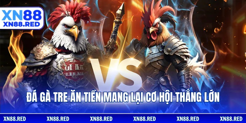 Đá gà tre ăn tiền mang lại cơ hội thắng lớn